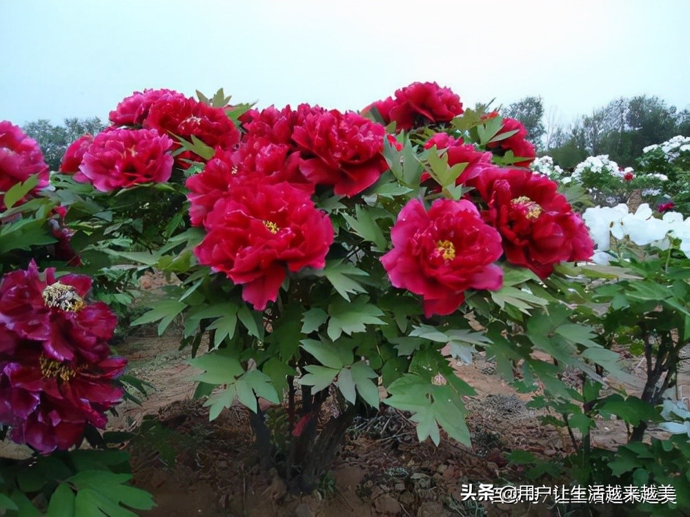 牡丹为什么被称为中国的国花,为什么牡丹能成为中国的国花