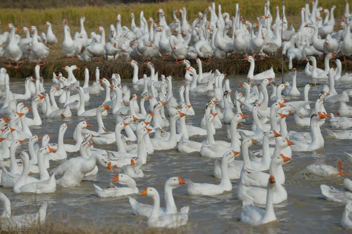 农村赚钱的100种方法,农村赚钱的100个方法