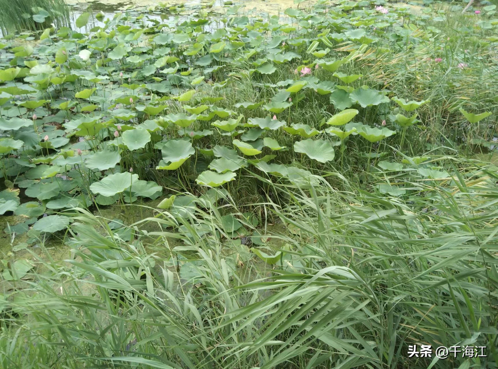 塞外水乡度假村怎么样,乌鲁木齐新市区塞外水乡门票价格