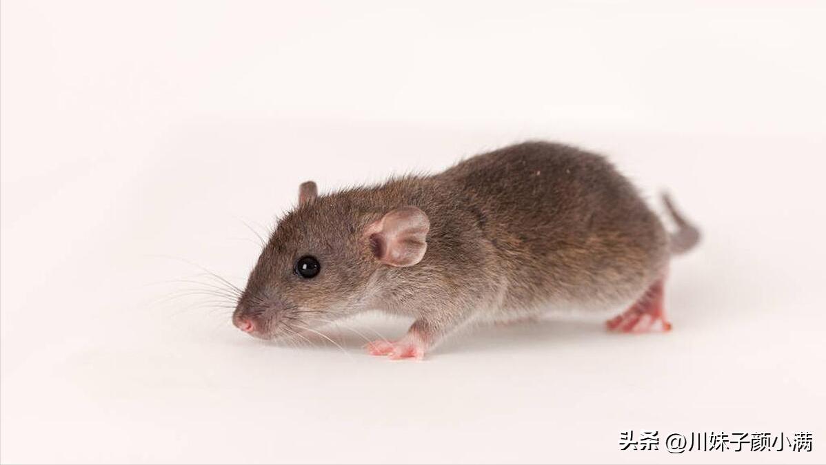 耗儿药四川方言rap歌名,耗儿药rap的伴奏