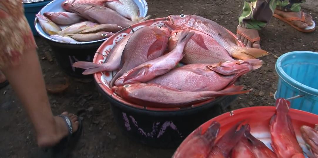 渔民捕获虎鲨,真实渔民钓到的虎鲨