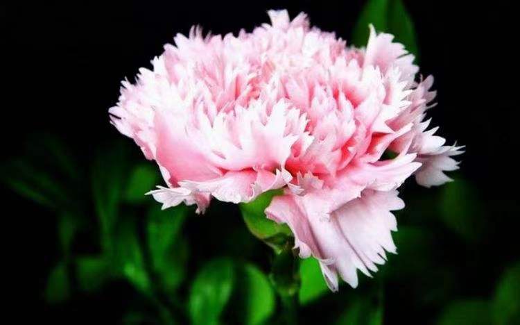 【临夏林草文化】科普篇‖康乃馨开本无意，奈何人间有真情