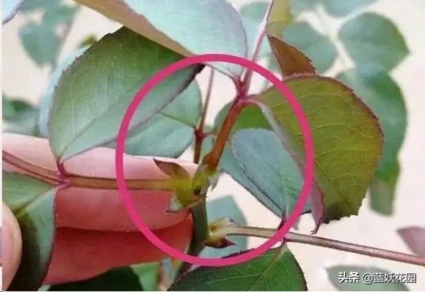 月季花盲芽,月季花怎么有盲枝和盲芽呢