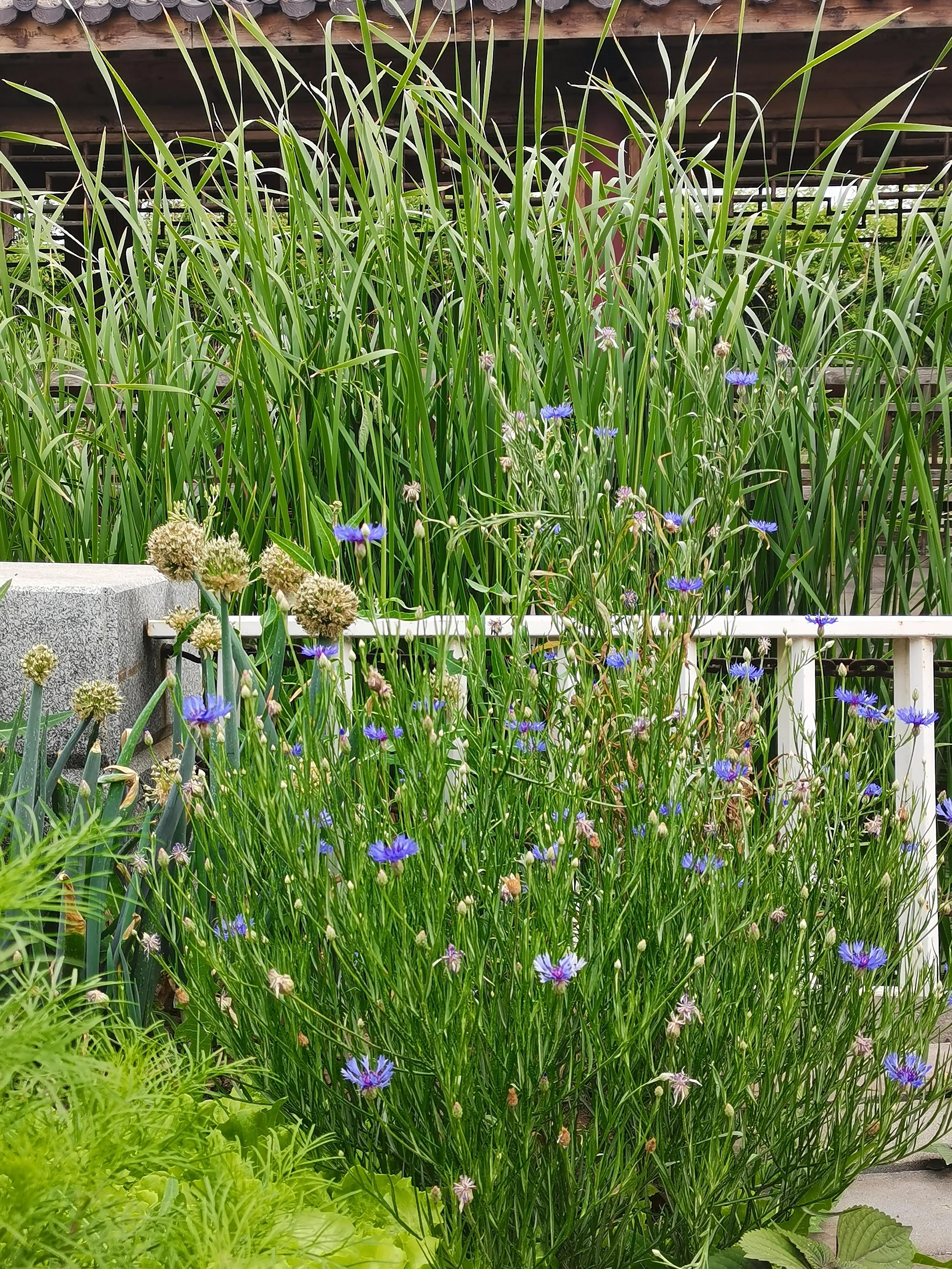 生活日记家的味道,生活札记300字