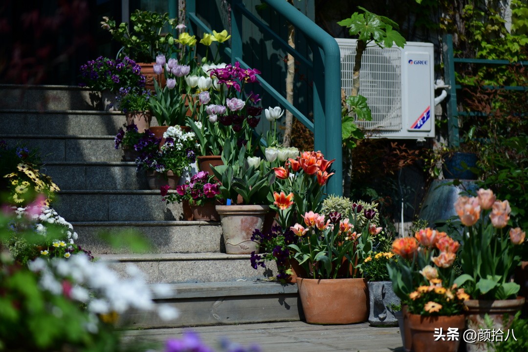 盘点今年河马花园里最美的几款郁金香|园丁