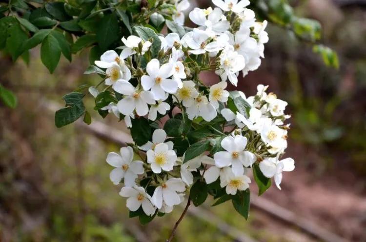 荼蘼花观赏特性,荼蘼花红色重瓣