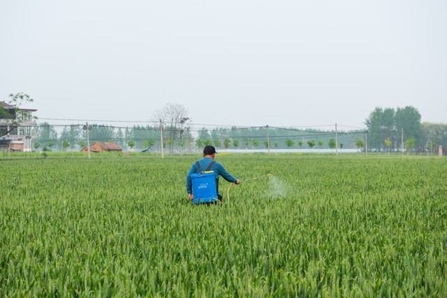 多效唑合理控旺并巧妙补充,多效唑能用哪种作物控旺