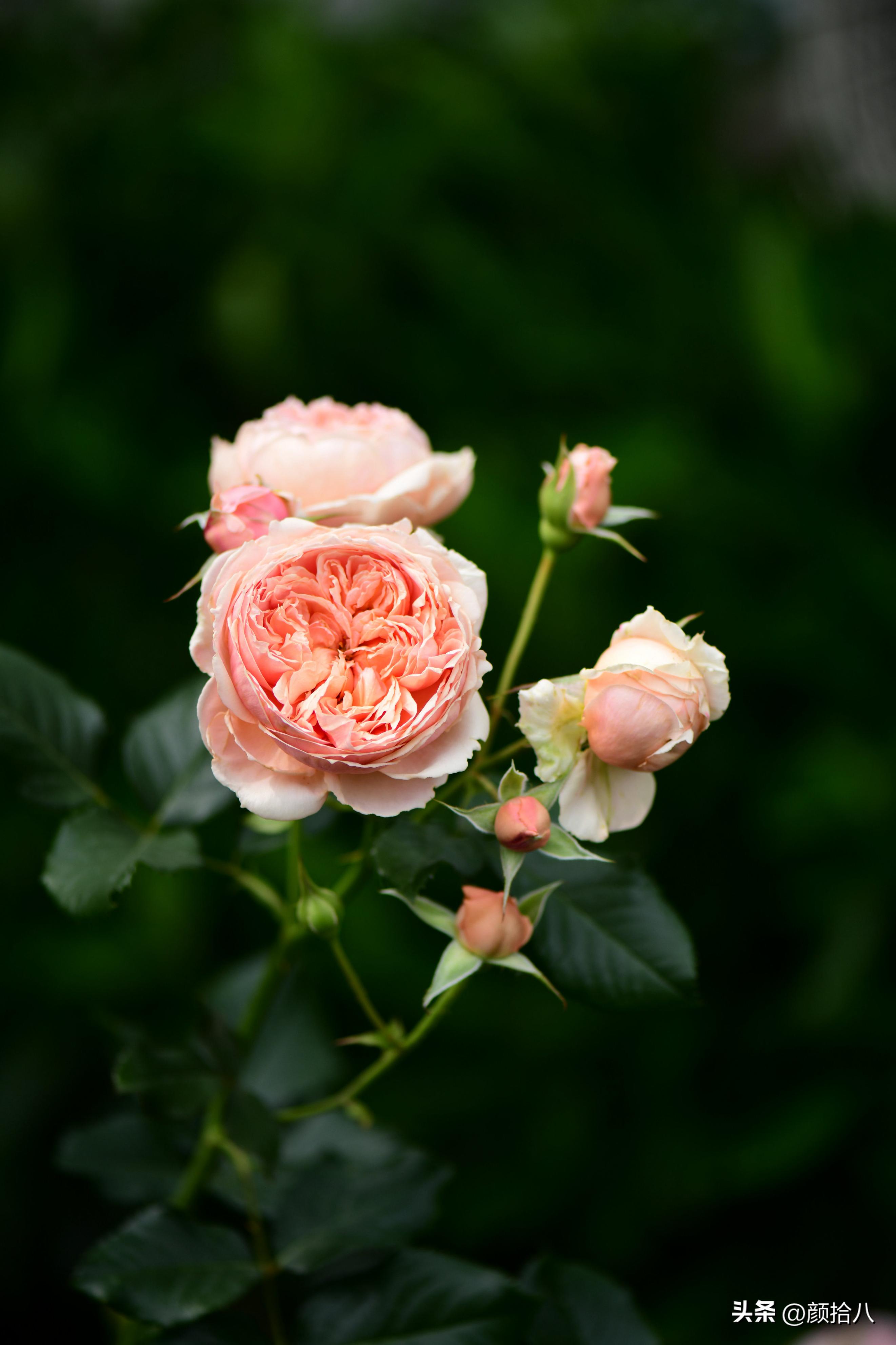 流放到菜地的花儿们，尽情绽放吧，不管在哪里｜园丁