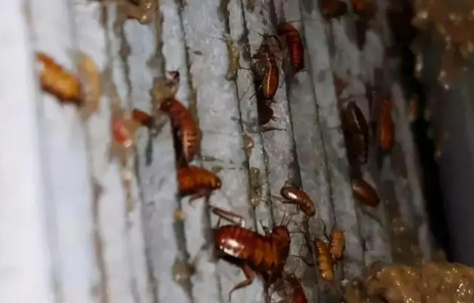 餐厨垃圾养殖蟑螂怎么拿补贴,山东养殖蟑螂解决餐厨垃圾