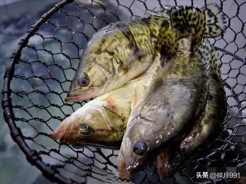 钓鱼人最喜欢吃哪一种淡水鱼,青鱼草鱼鲫鱼鲤鱼淡水鱼