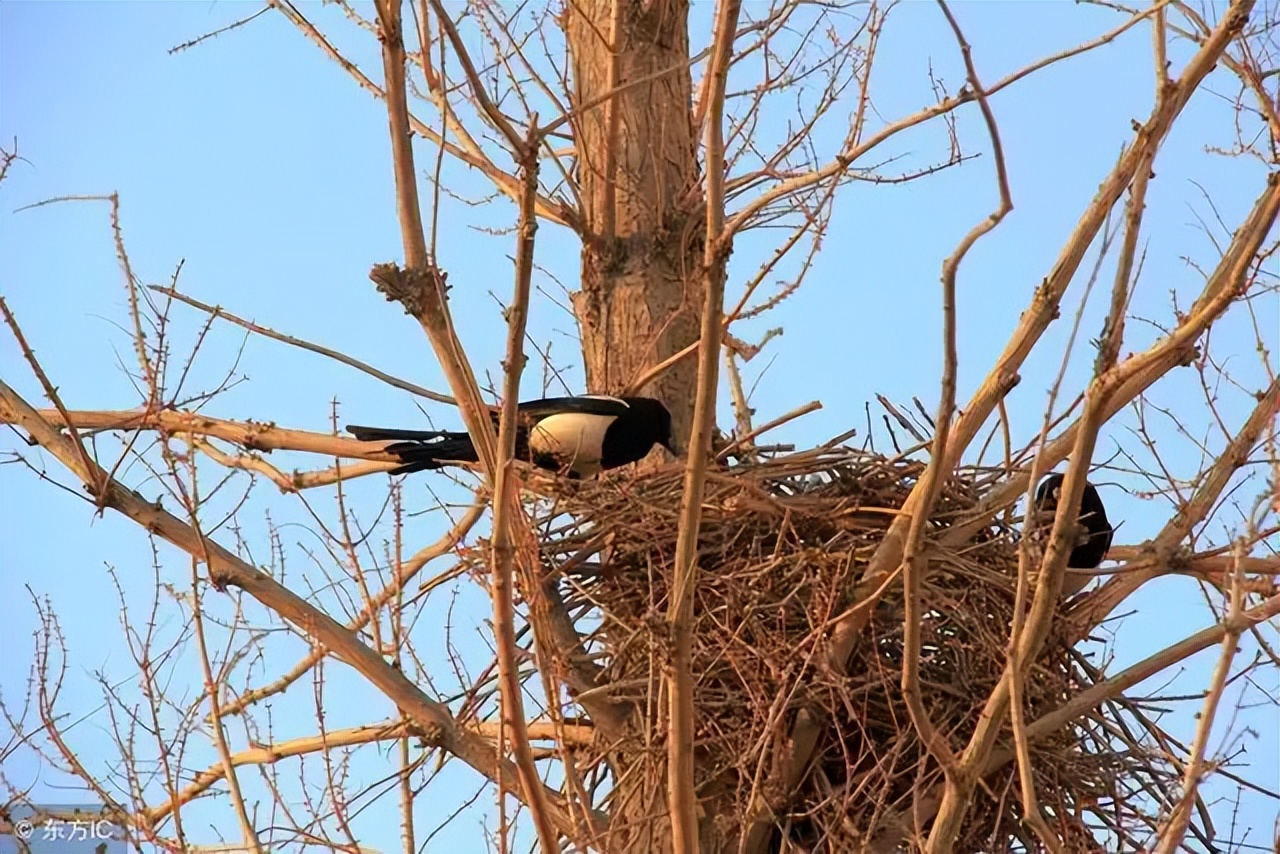 声律启蒙下卷十三,声律启蒙下卷十三全文