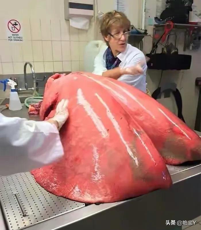 水蛭图像,15张活久见的动物图片