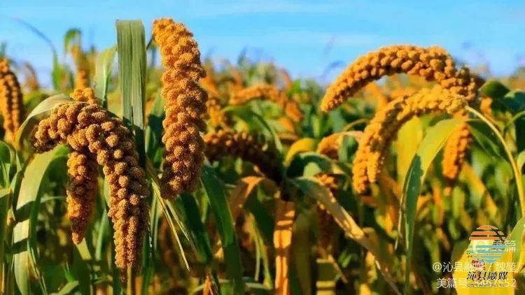 沁县绘就乡村振兴好“丰”景