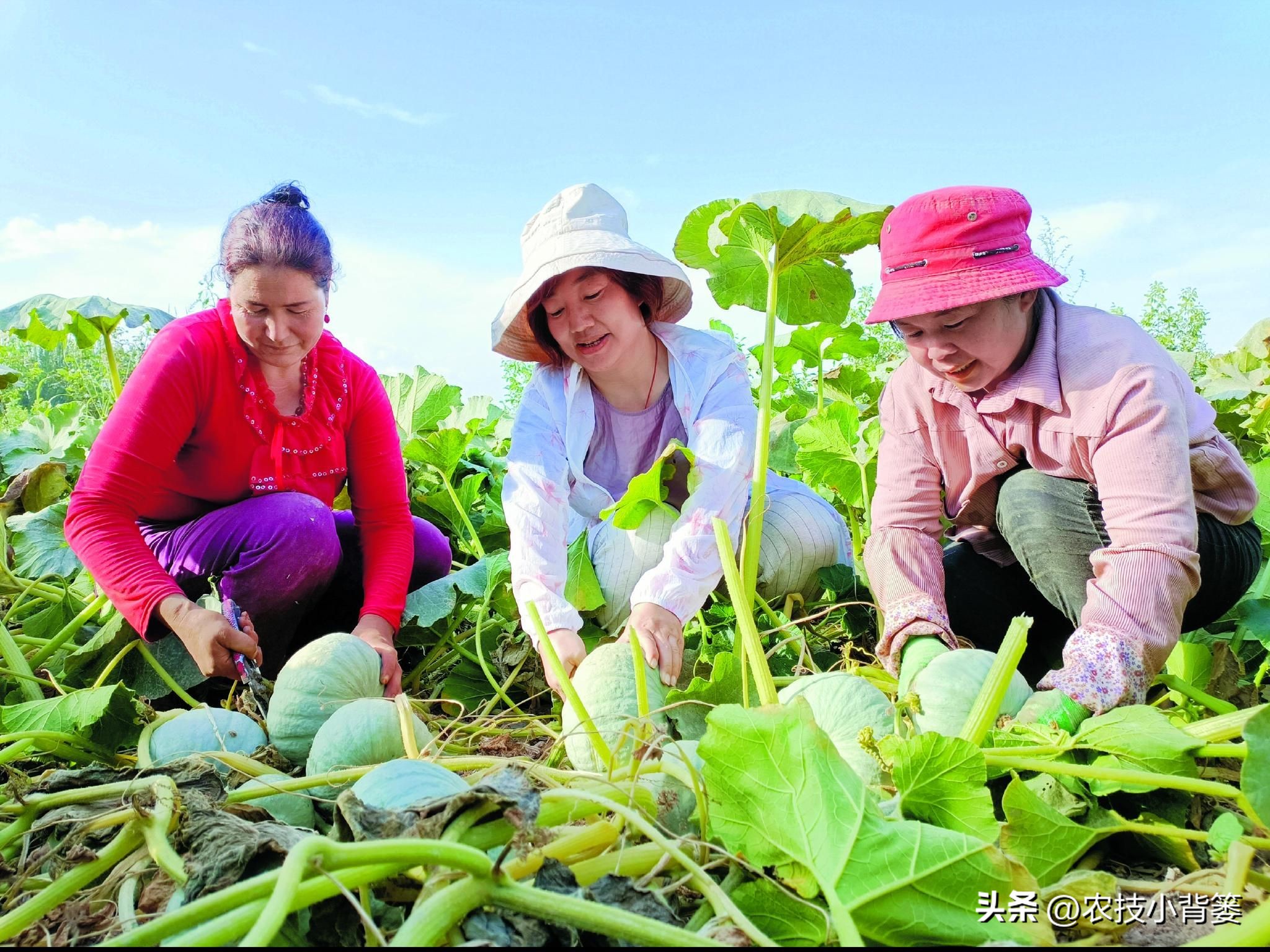 花生重茬烂根死苗怎样解决,怎样防治豆角重茬死苗及烂根