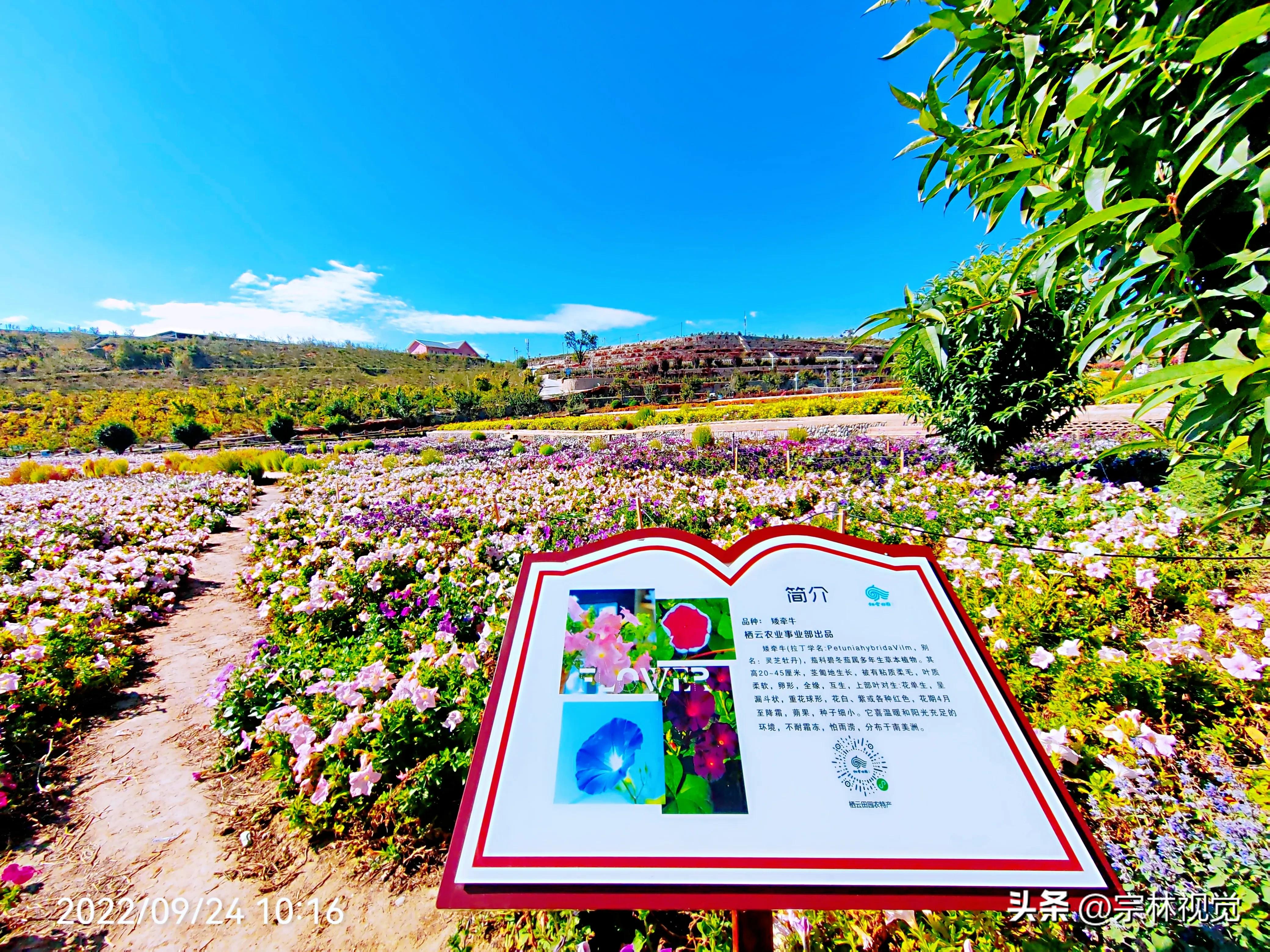 蓝天白云花海摄影高清图,蓝天白云花田滤镜搭配