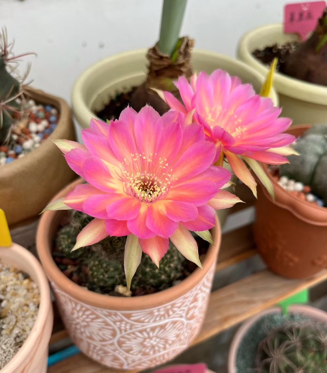 汤姆仙人球花图,汤姆丽花仙人球开花