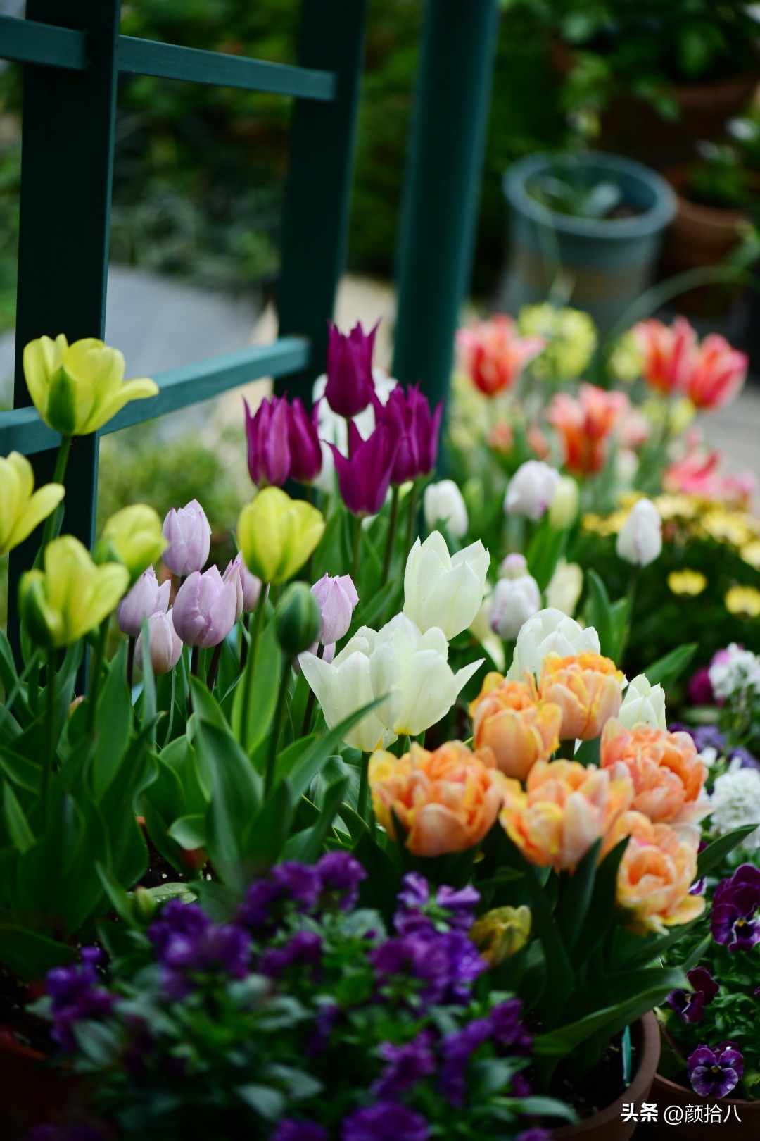 盘点今年河马花园里最美的几款郁金香|园丁