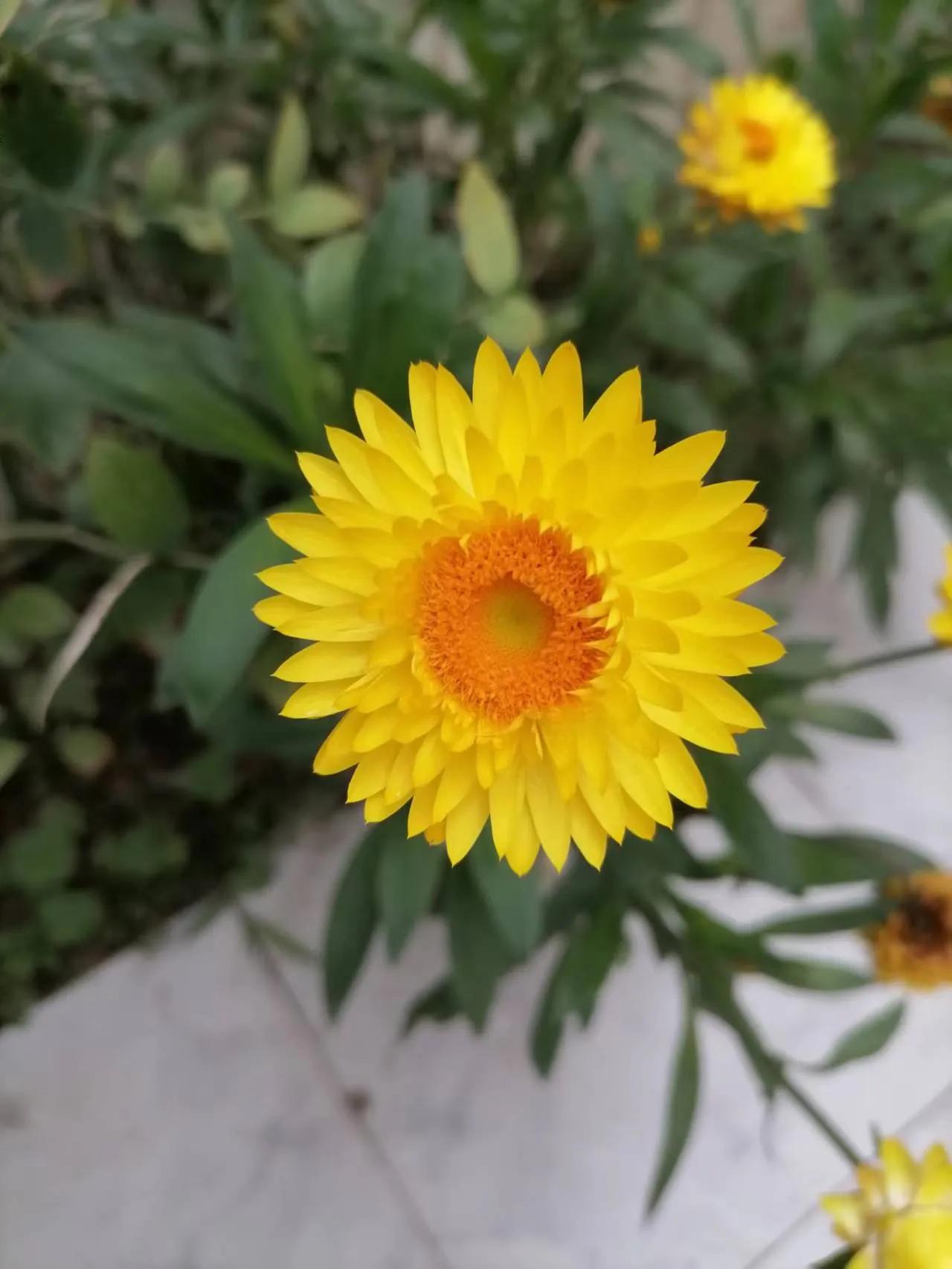 菊残犹傲霜枝的下一句,菊残犹有傲霜枝上一句