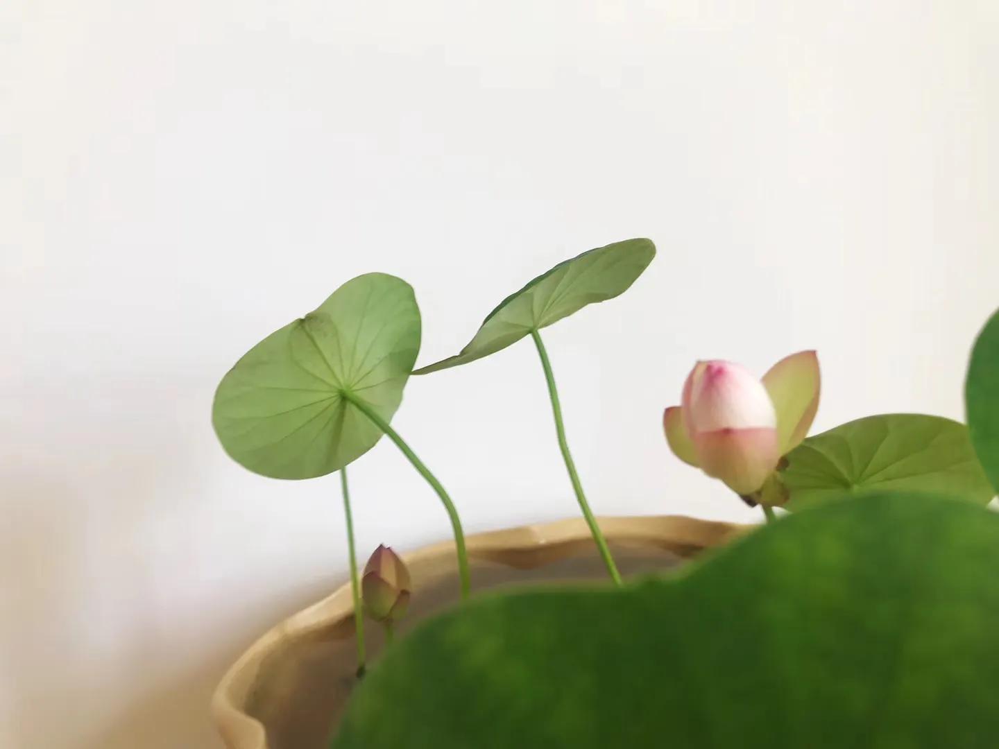 碗中种莲，年复一年花开花落到叶枯