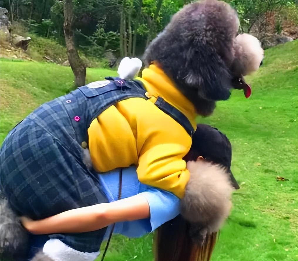 为什么巨型贵宾犬好养,贵宾为什么那么粘人