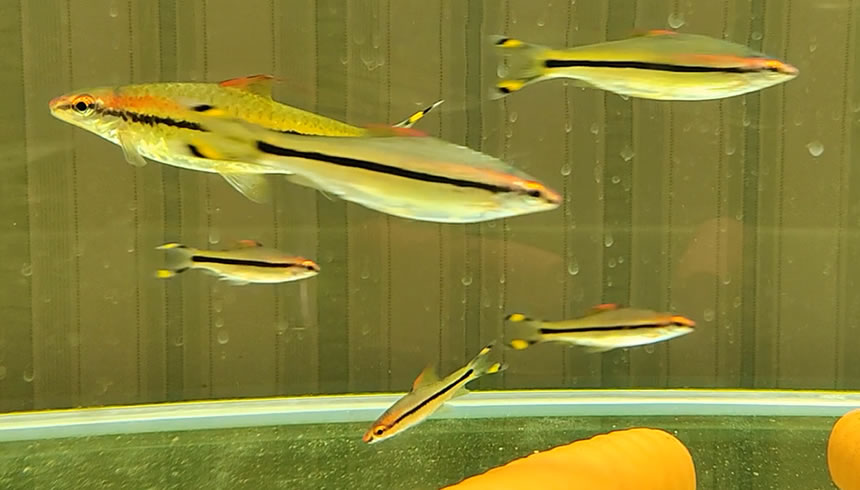 新手养鱼品种多怎么混养,新手养鱼可以多品种混养吗