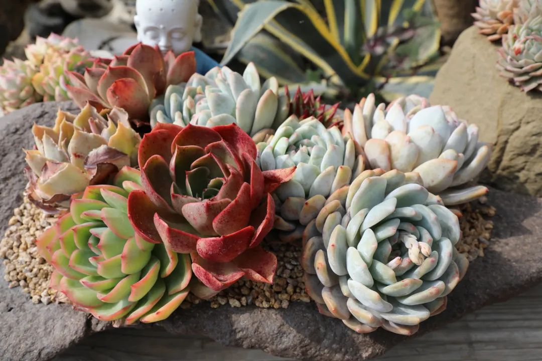 乡村振兴十二师,农旅一体化乡村振兴