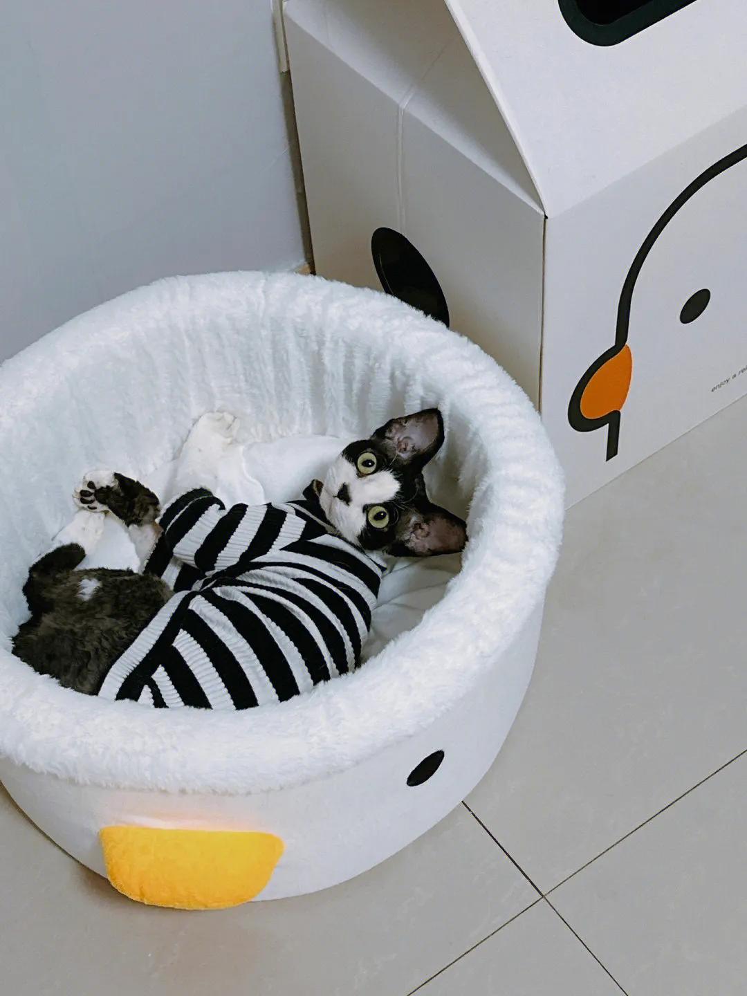 猫咪为什么对自己某个部位的毛发情有独钟？