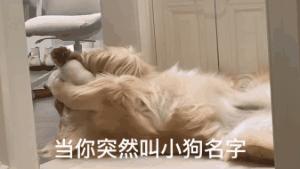 搜救犬起什么名字合适,搜救犬名字怎么取