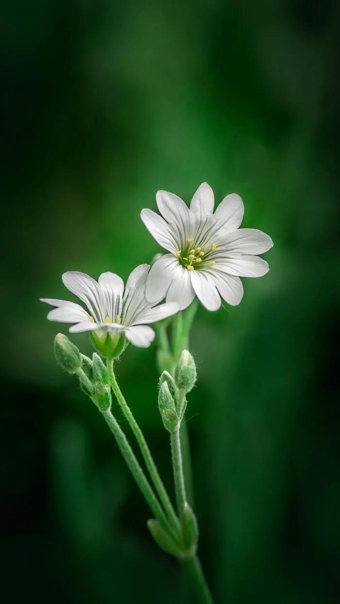 唯美手机壁纸高级感,唯美手机壁纸高清全面屏