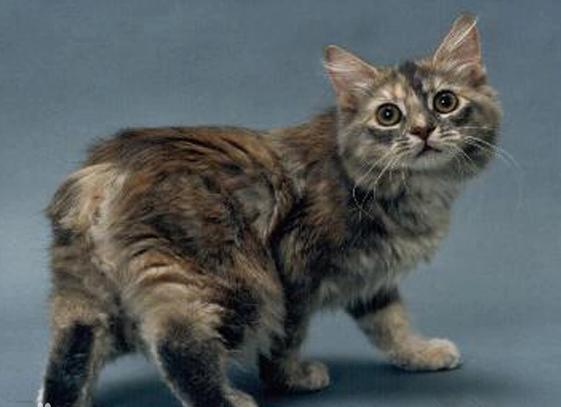 罕见的十大名猫品种有哪些,最受欢迎的十个猫品种