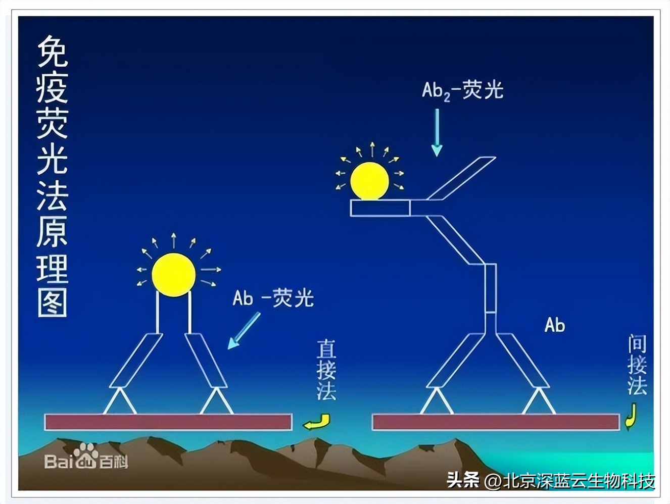 免疫荧光试验和免疫沉淀试验区别,免疫荧光显微技术是什么