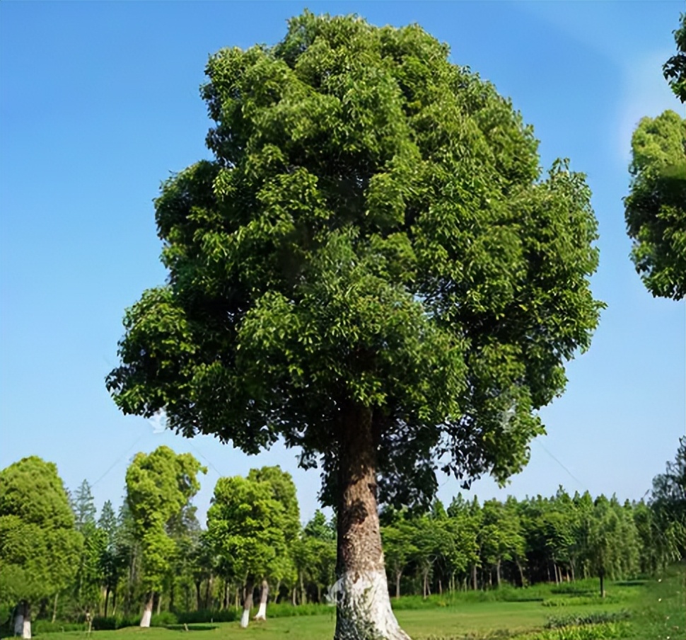 香樟树到底能不能砍伐,平凡却不简单的香樟树