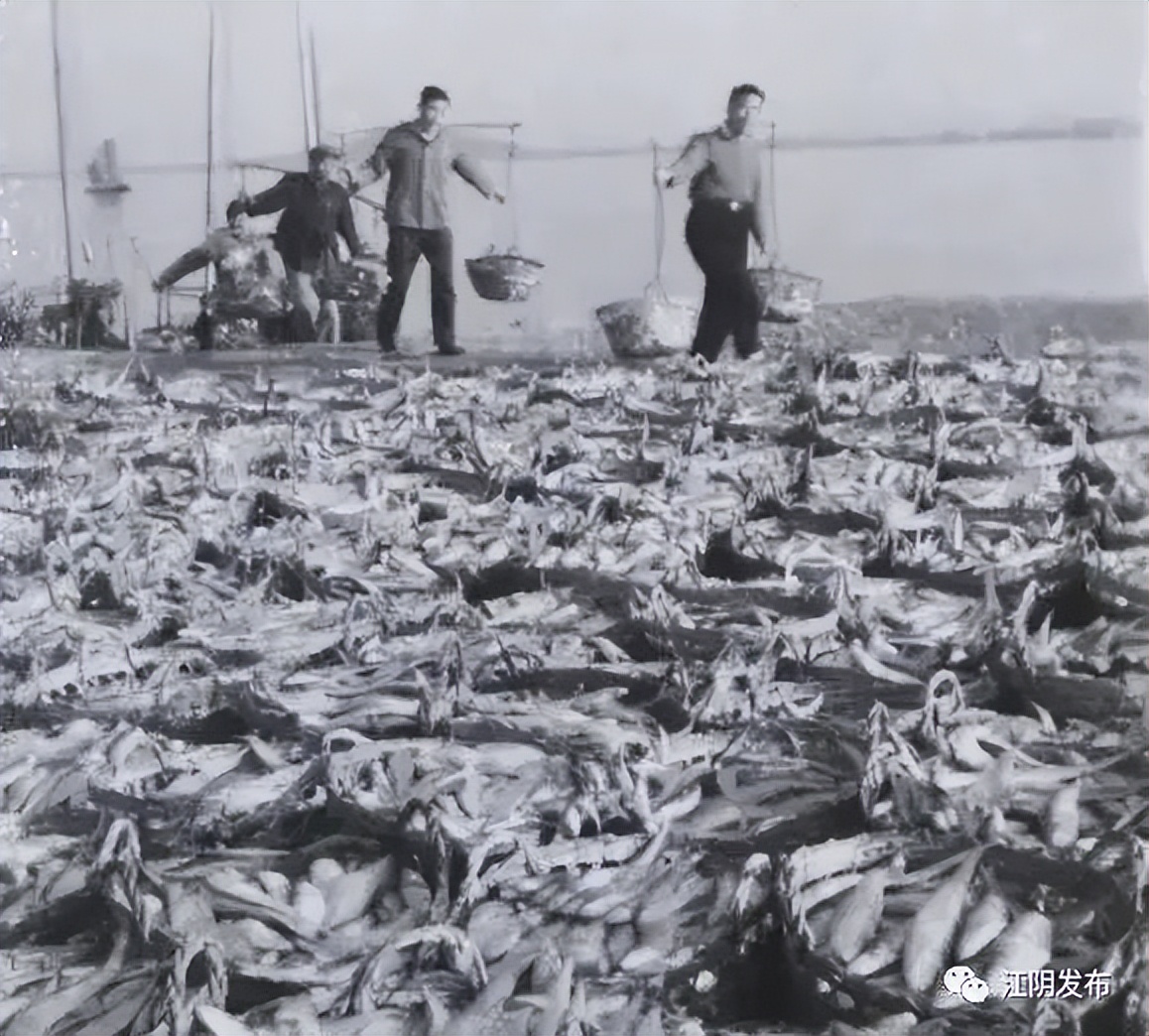 长江刀鱼在禁捕区吗,长江禁捕后刀鱼还有吗