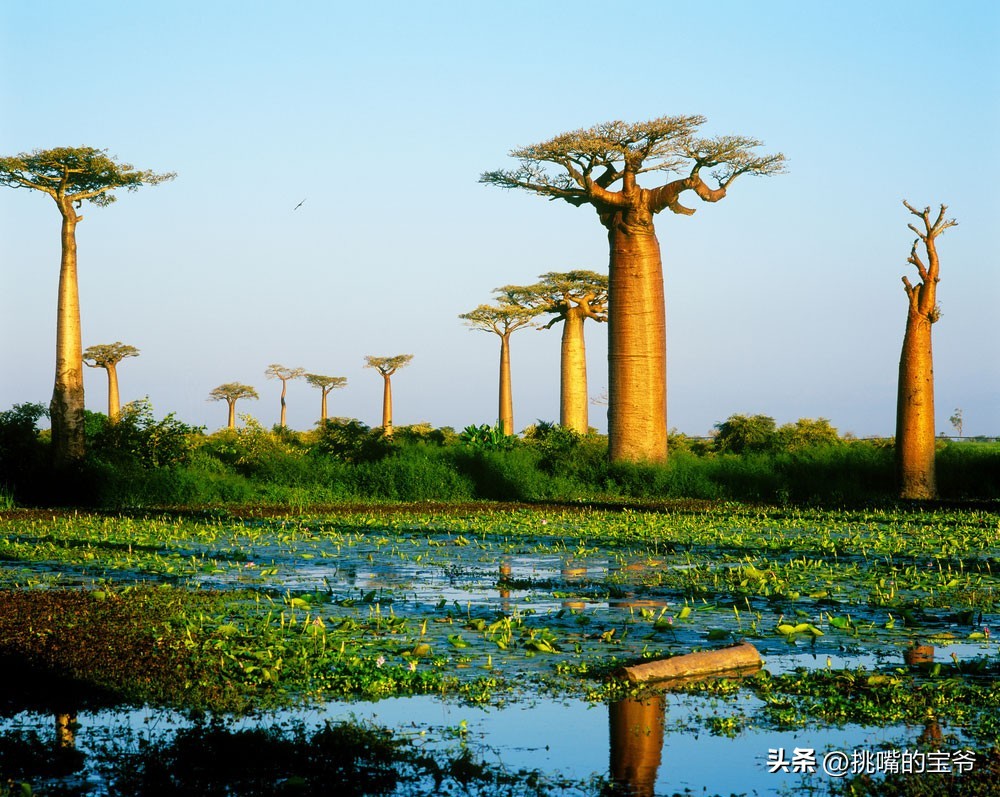 身处非洲，物种孤立进化的马达加斯加，各种奇瓜异果满岛飘香