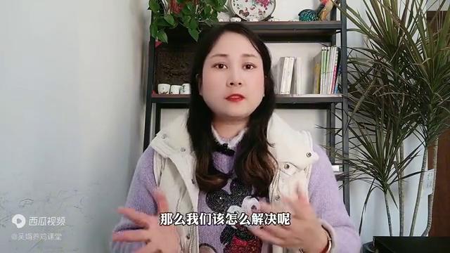 鸡长虱子怎么处理,鸡身上有虫虱怎样消灭