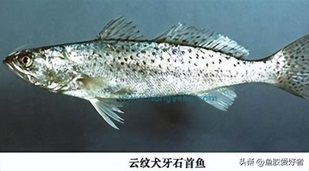 什么样的鱼才有鱼胶,鱼胶最好是哪种鱼