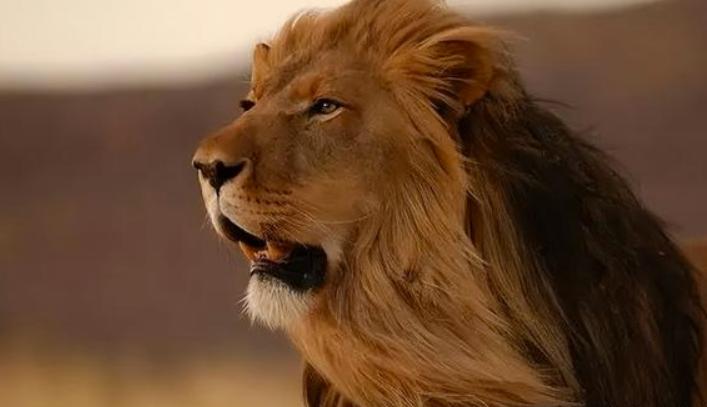 狮文化的传承与发展,守望千年的石狮