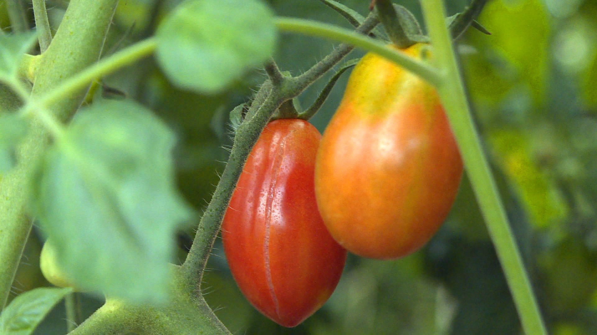 增强免疫力最强的10道素食食谱,素食者喝什么汤提高免疫力