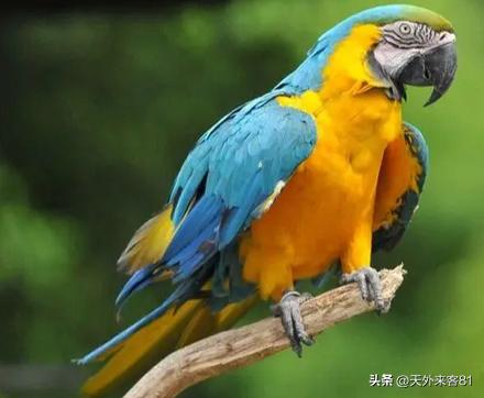 每日一动物：金刚鹦鹉【jīngāngyīngwǔ】