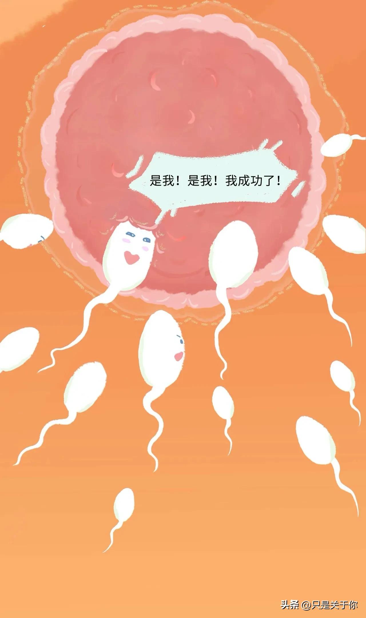 漫画：精子进入女生体内的全过程