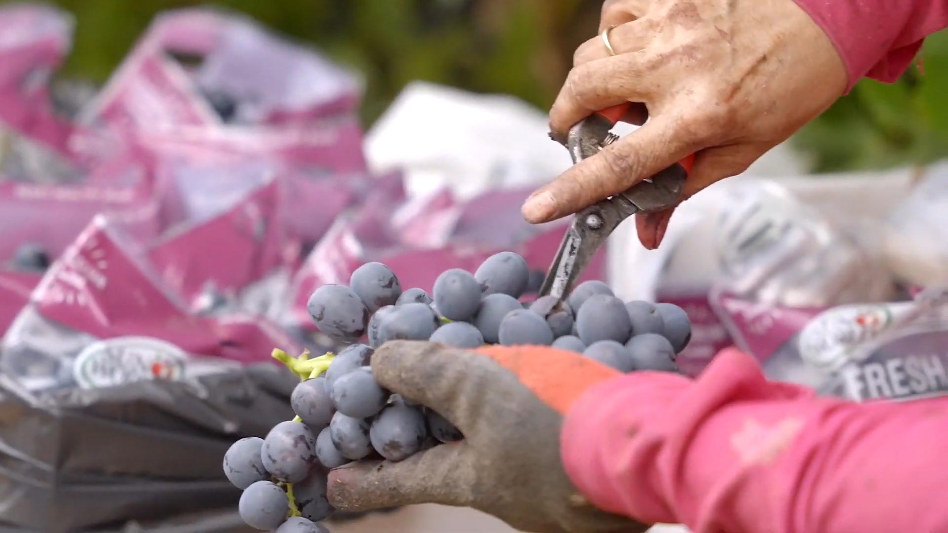 台湾柑橘滞销,台湾茂谷柑的价格