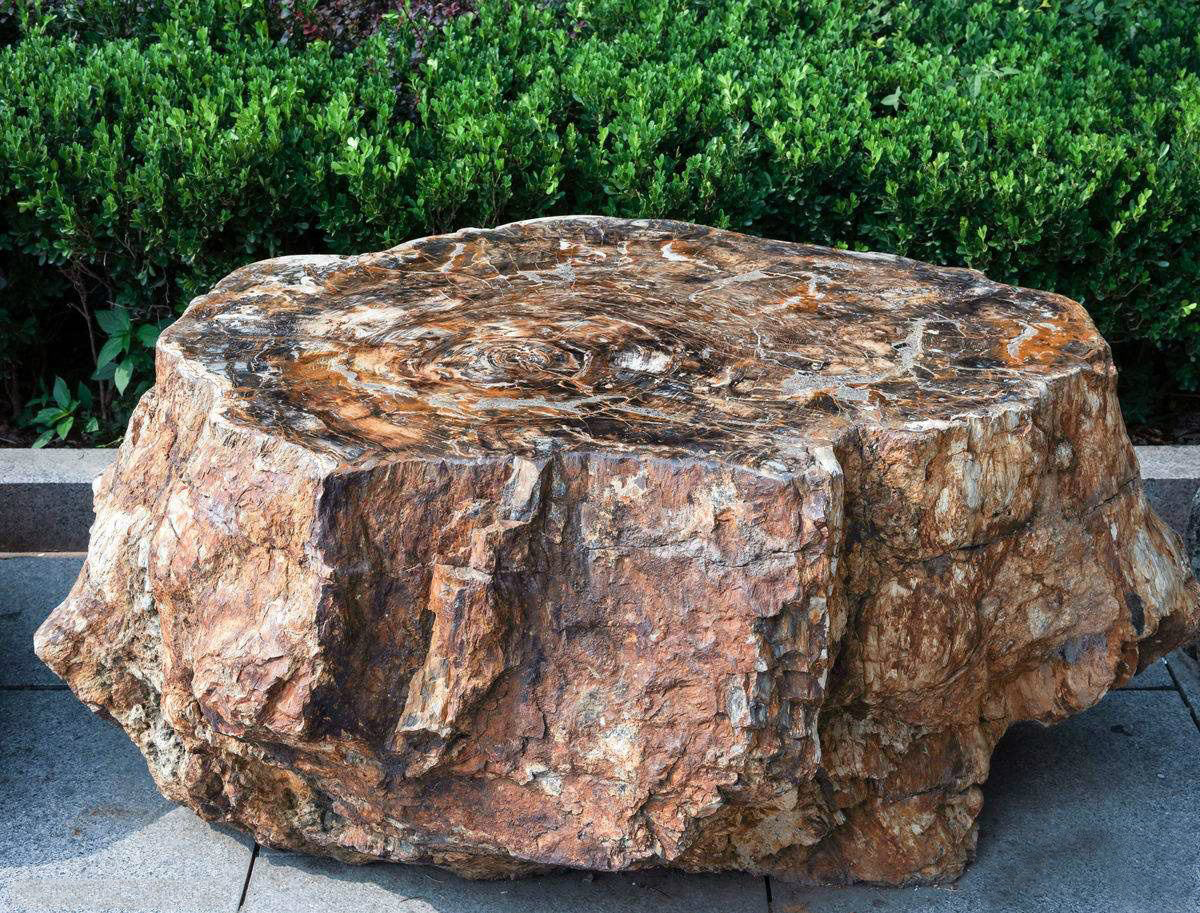 一亿年前的硅化木图片,硅化木是不是树化石