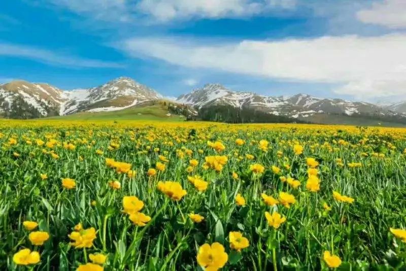 四月新疆伊犁草原,新疆伊犁野杏花最美人间四月天