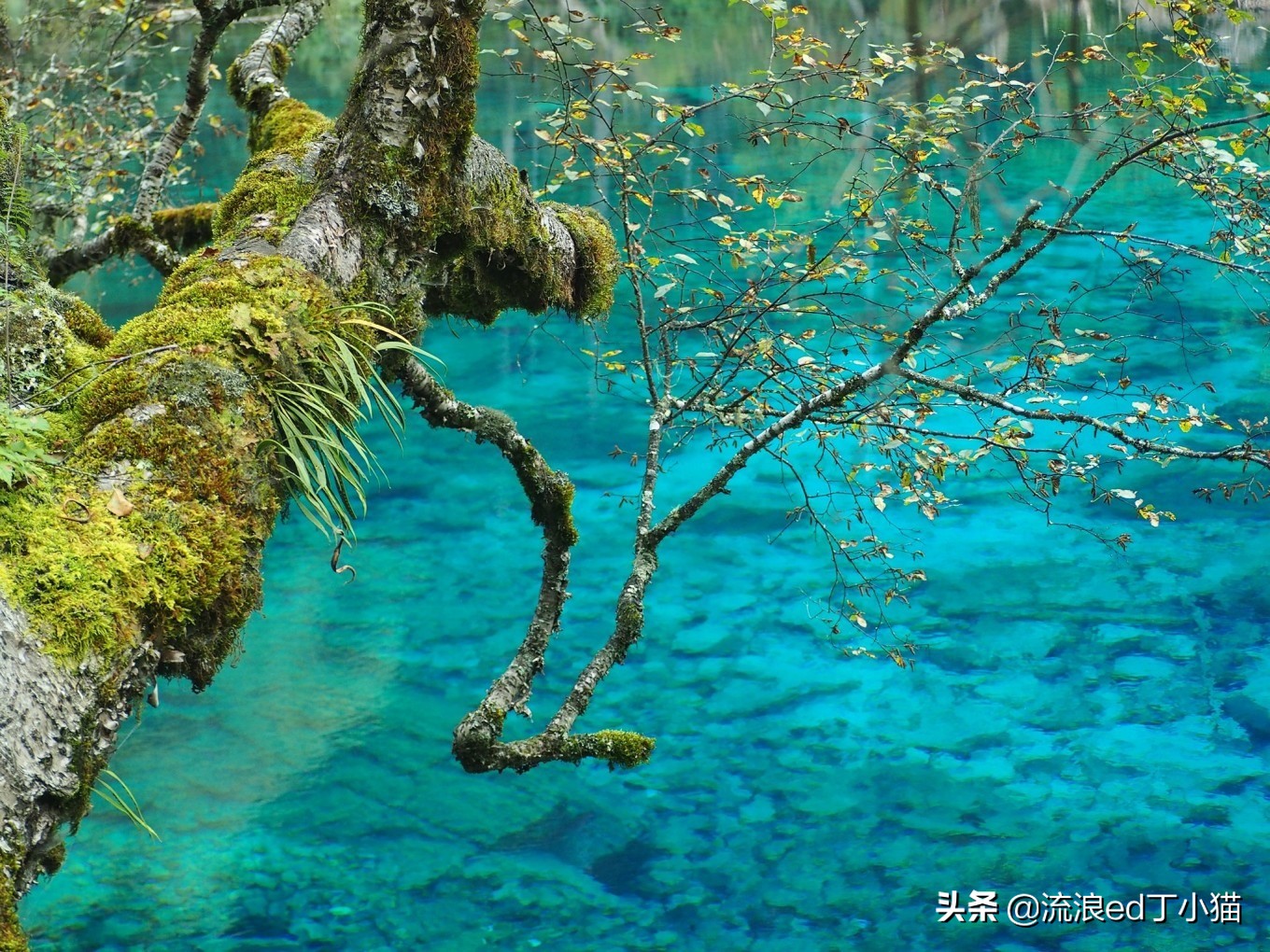 九寨沟里最美酒店,九寨沟顶级风景酒店