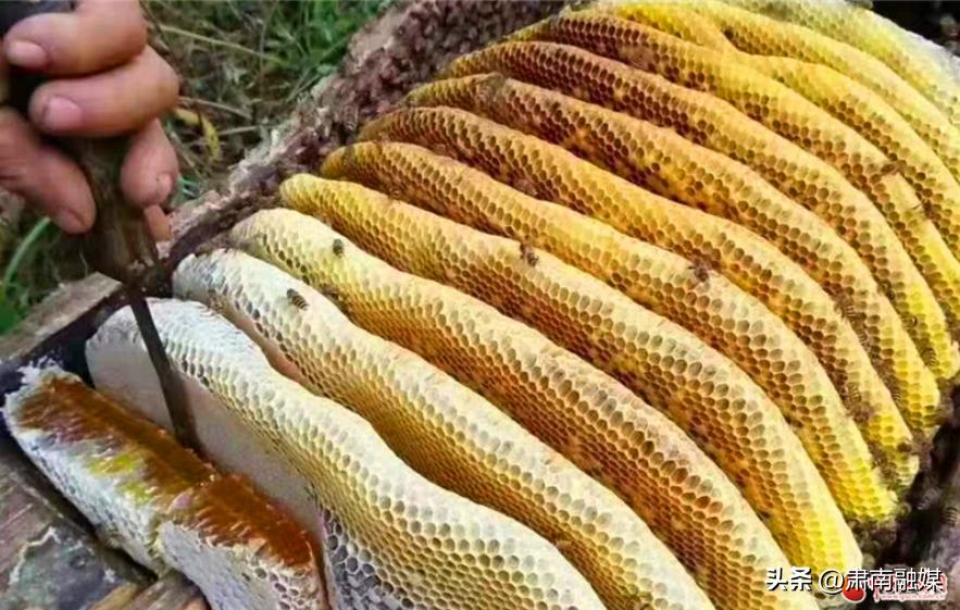 【小康路上看老乡】程永峰的创业“蜜”经