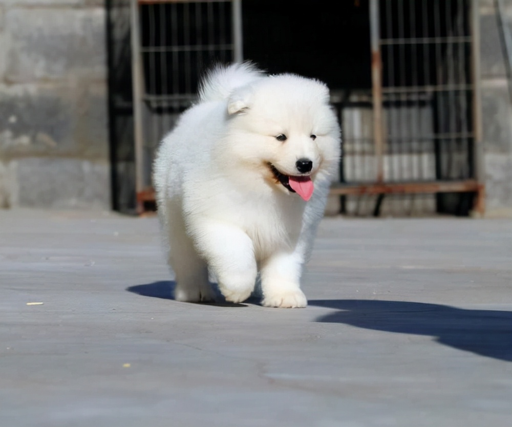 萨摩耶不听话怎么训练,如何训练萨摩耶不要乱咬东西