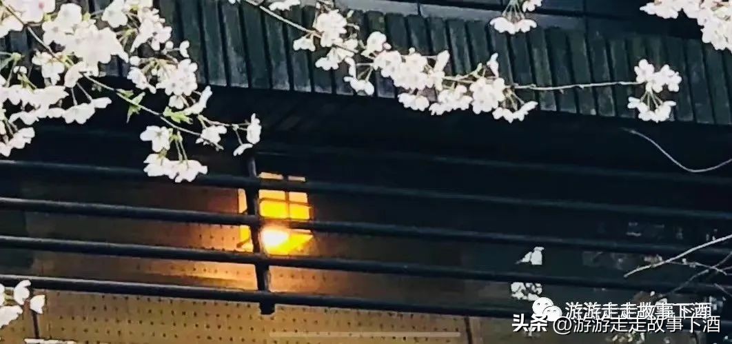 日本印象：樱花生活、排队文化、忠犬八公