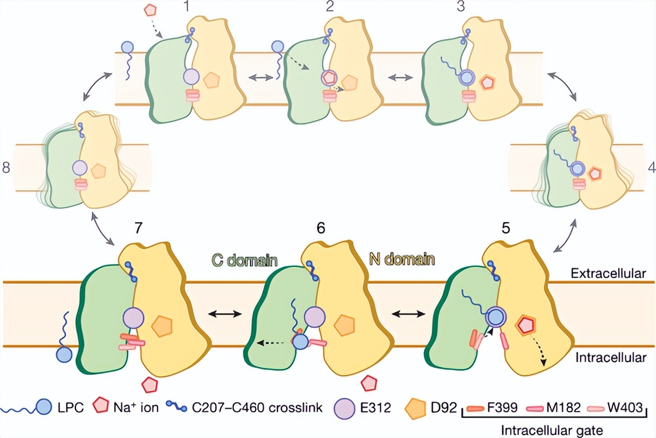 ZIP转运蛋白内部锌摄取的组氨酸突变体细胞活性自我调控机制