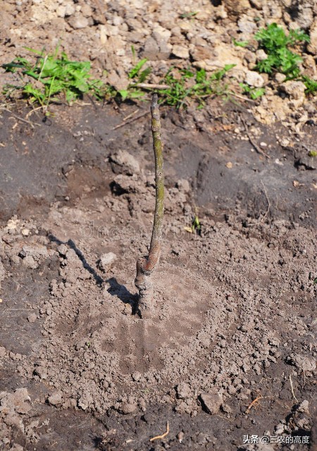 核桃的病虫害防治打什么药,核桃病虫害怎么防治