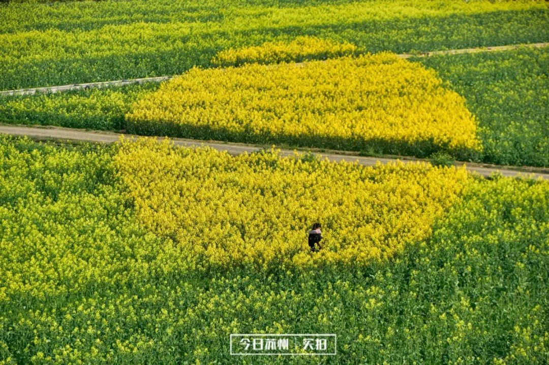 最美婺源油菜花跟风来一下,苏州自驾到婺源看油菜花的地方